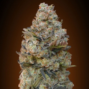 00 Seeds - Chocolate Skunk