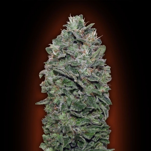 00 Seeds - Sweet Soma