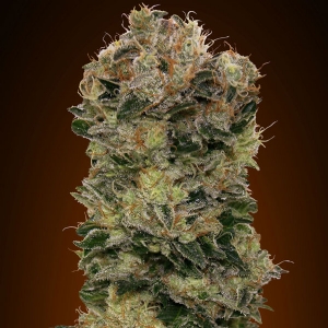 00 Seeds - Sweet Soma Auto