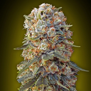 00 Seeds - Sweet Critical