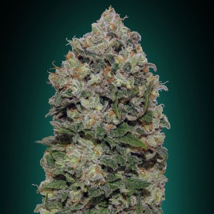 00 Seeds - Northern Lights