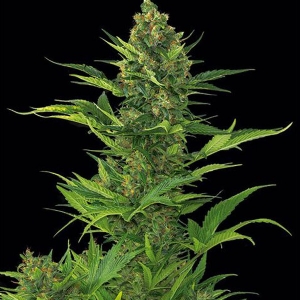 Dinafem - Amnesia XXL Auto