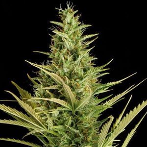 Dinafem - Cheese XXL Auto