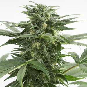 Dinafem - Haze XXL Auto