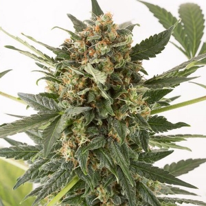 Dinafem - Kush-n-Cheese Auto