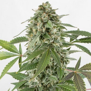 Dinafem - White Widow XXL Auto