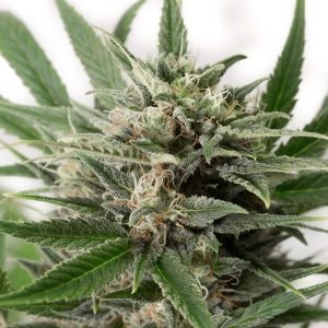 Dinafem - Blue Amnesia XXL Auto