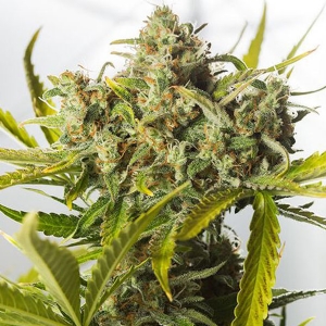 Dinafem - Blue Critical Auto