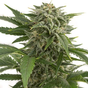 Dinafem - Bubba Kush Auto