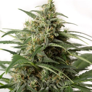 Dinafem - Moby Dick XXL Auto