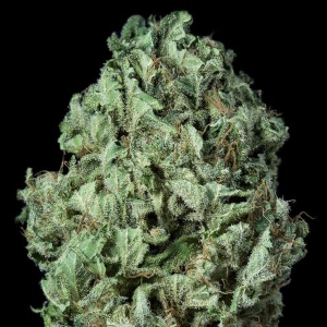 Dinafem - Sour Diesel Auto