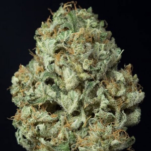 Dinafem - Dinamex Auto