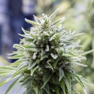 Dinafem - OG Kush Auto