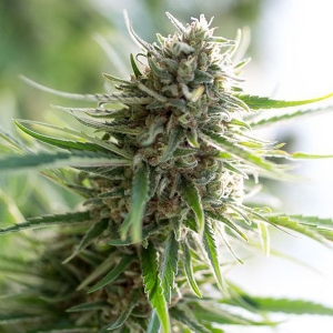 Dinafem - Critical Mass CBD