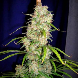 Cannabiogen - Destroyer