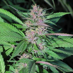 Cannabiogen - Pakistan Chitral Kush