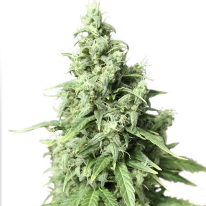 Dutch Passion - Durban Poison Auto