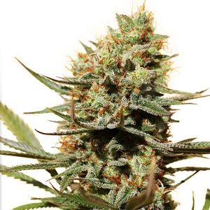 Dutch Passion - The Edge