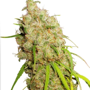 Dutch Passion - Desfrán