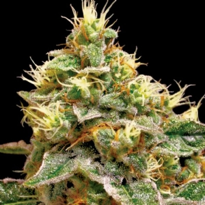 DNA Genetics - (RP)- Confidential Cheese