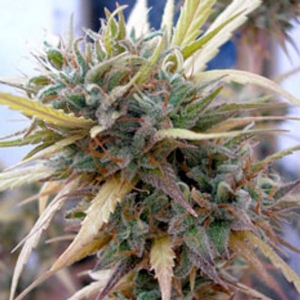 DNA Genetics - Hashplant Haze Regolare