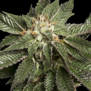 DNA Genetics - LA Confidential Regolare