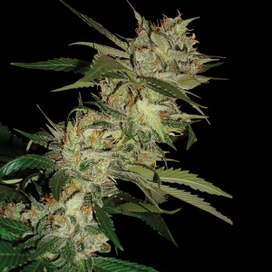 DNA Genetics - Sleestack x Skunk Regolare