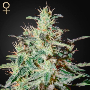 Strainhunters - White Lemon