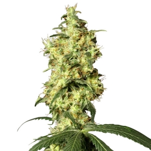 White Label - White Widow Auto