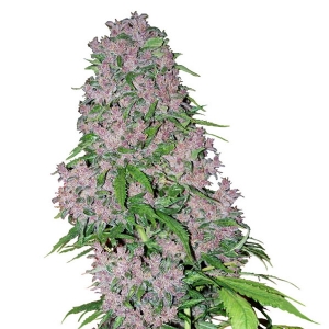 White Label - Purple Bud