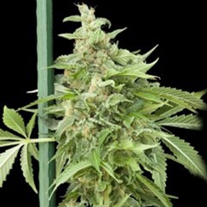 Grass o Matic - Haze Gom Auto