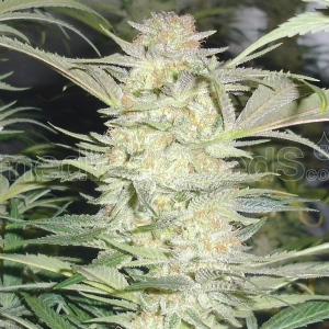Medical Seeds - White Widow