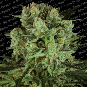 Paradise Seeds - Durga Mata II CBD