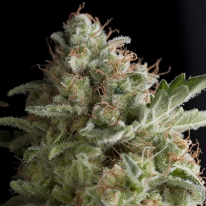 Pyramid Seeds - American Pie