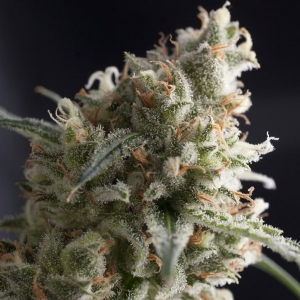 Pyramid Seeds - Lennon