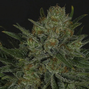 Ripper Seeds - Double Glock