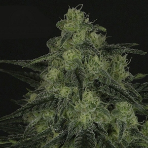 Ripper Seeds - Criminal +