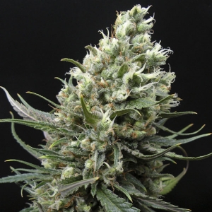 Ripper Seeds - Ripper Haze