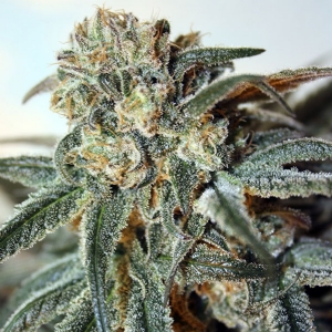 Ripper Seeds - Zombie Kush