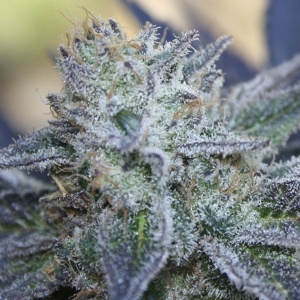 Ripper Seeds - Washing Machine