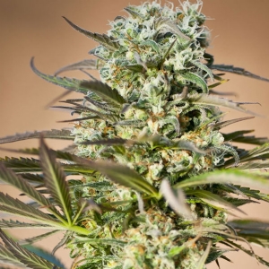 Ripper Seeds - Hawaiian Wave