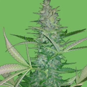 Seeds of Life - Big Low Auto