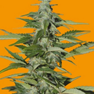 Seeds of Life - Hindiana Auto