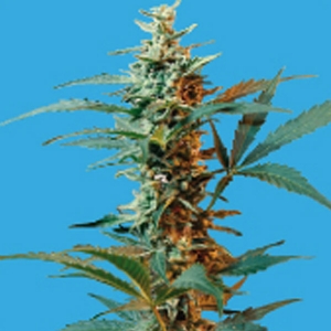 Seeds of Life - Nordika Auto