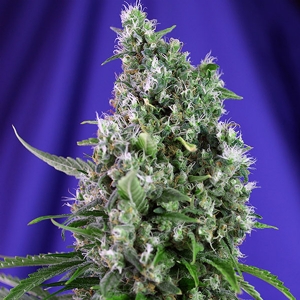 Sweet Seeds - Sweet Trainwreck Auto