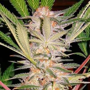 Sweet Seeds - S.A.D. F1 Fast Version