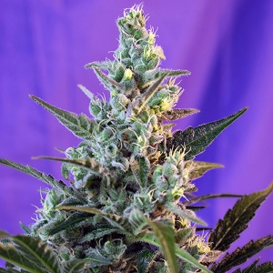 Sweet Seeds - Sweet Skunk F1  Fast Version