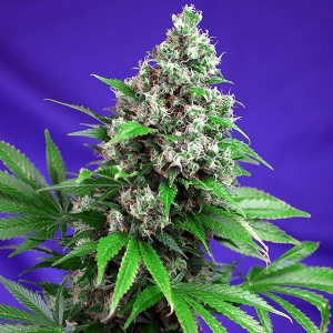 Sweet Seeds - Killer Kush Fast Version