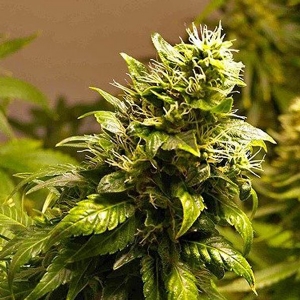 Nirvana Seeds - AK 48