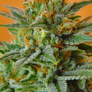 Nirvana Seeds - Papaya